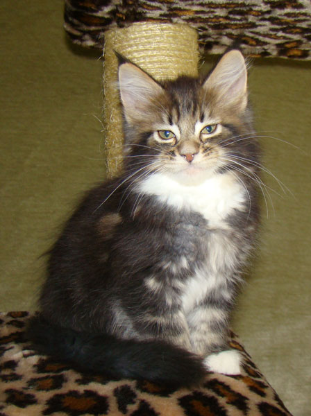     Catsvill County!   !    !       !!!    Catsvill County +7-926-544-74-09     .   ,   ,   ,    ,   ,  ,     ,   -,    ,   !